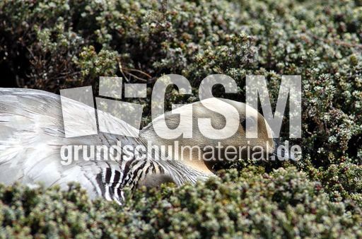 Magellangans (5 von 9).jpg